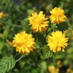Kéria japonská (Kerria japonica) ´PLENIFLORA´ - výška 20-30 cm, kont. C2L